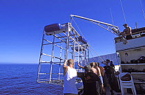 Lowering diving cage into the sea for viewing Great white shark, Guadalupe Island, Mexico (North Pacific)