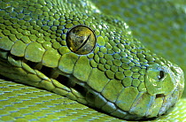 Green tree python (Chondopython / Morelia viridis) captive, from rainforests of New Guinea and extreme northern Queensland