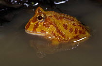 Argentine horned / ornate frog (Ceratophrys ornata) sitting in water, captive.
