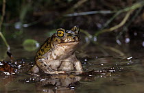 Couch's spadefoot toad (Scaphiopus couchii) captive, from central america,
