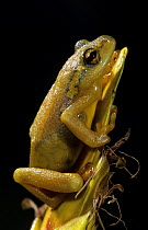 Marbled / Cagle's / Painted reed frog (Hyperolius marmoratus) captive, from rainforests of East Africa
