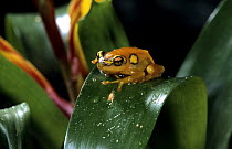 Reed / Sedge frog (Hyperolius sp) captive, from Africa