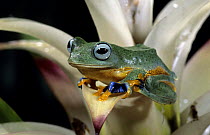 Java gliding / Malaysian flying frog (Rhacophorus reinwardti) captive, from South east Asia rainforests
