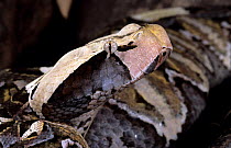 Gaboon viper (Bitis gabonica) captive, from  forest edges in West and Central Africa