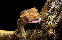 New Caledonia crested / Guichenot's giant / Eyelash gecko (Rhacodactylus ciliatus) using tongue to wipe its eye clean, captive, from South Province, New Caledonia. Thought to be extinct but rediscover...