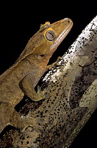 New Caledonia crested / Guichenot's giant / Eyelash gecko (Rhacodactylus ciliatus) captive, from South Province, New Caledonia. Thought to be extinct but rediscovered in 1994