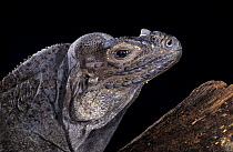 Rhinoceros iguana (Cyclura cornuta) captive, from Haiti and Puerto Rico, Caribbean