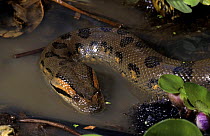 Green anaconda (Eunectes murinus) in water, captive, from South America