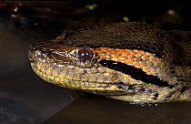 Green anaconda (Eunectes murinus) in water, captive, from South America