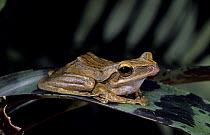 Golden gliding frog (Rhacophorus leucomystax) captive, from Philippine rainforests