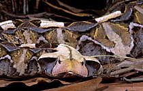 Gaboon viper (Bitis gabonica) captive, from forest edges in eastern and Central Africa