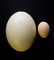 Ostrich egg {Struthio camelus} with chicken egg for size comparison