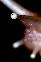 Giant African land snail (Achatina sp) close up of eye stalks, captive, from tropical forests East africa