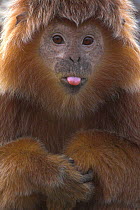 Javan langur / leaf monkey (Trachypithecus / Presbytis auratus) sticking out tongue, Endangered, captive, from Indonesia, Bristol Zoo Not available for ringtone/wallpaper use.