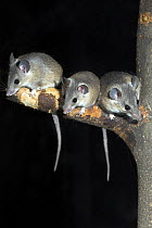Turkish spiny mice (Acomys cilicicus) captive, from   Southern coast of Turkey, Critically endangered - Bristol Zoo