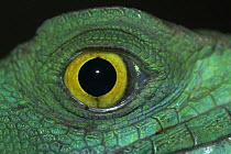 Plumed / Double crested basilisk / Jesus Christ lizard (Basiliscus plumifrons) close up of eye, captive, from rainforests of Central and South America, Bristol Zoo