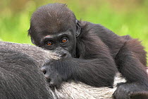 Western lowland gorilla (Gorilla gorilla gorilla) baby lying on mother's back, captive, from rainforests of West and Central Africa, Endangered species, Bristol Zoo