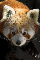 Red panda (Ailurus fulgens) captive, from High altitude forests of Asia, Endangered, Bristol Zoo