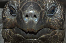 Aldabra giant tortoise (Geochelone gigantea) captive, vulnerable, from Aldabra and Seychelles, Bristol Zoo