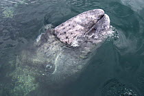 Grey whale (Eschrichtius robustus) First-year calf spyhopping, San Ignacio Lagoon, Baja California, Mexico