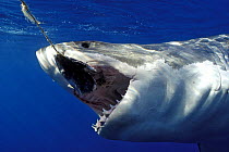 Great white shark (Carcharodon carcharias) taking bait underwater, Guadalupe Island, Mexico (North Pacific)