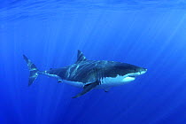 Great white shark (Carcharodon carcharias) underwater, Guadalupe Island, Mexico (North Pacific)