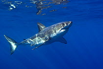 Great white shark (Carcharodon carcharias) underwater, Guadalupe Island, Mexico (North Pacific)