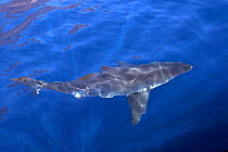 Great white shark (Carcharodon carcharias) swimming at surface, Guadalupe Island, Mexico (North Pacific)