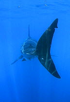 Tailfin of Great white shark (Carcharodon carcharias) underwater, Guadalupe Island, Mexico (North Pacific)