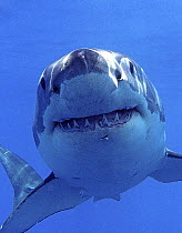 Great white shark (Carcharodon carcharias) underwater, Guadalupe Island, Mexico (North Pacific)