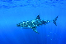 Great white shark (Carcharodon carcharias) underwater, Guadalupe Island, Mexico (North Pacific) With mackerel scad