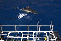 Cage-diving with Great white shark (Carcharodon carcharias) Guadalupe Island, Mexico (North Pacific) Shark taking bait in front of cage