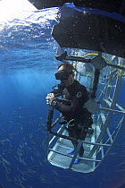 Cage-diving for Great white shark {Carcharodon carcharias} Guadalupe Island, Mexico (North Pacific)