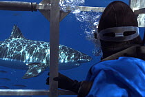 Watching a Great white shark (Carcharodon carcharias) from inside a diving cage, Guadalupe Island, Mexico (North Pacific)
