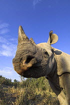 Desert black rhinoceros (Diceros bicornis bicornis) Addo Elephant National Park; Eastern Cape; South Africa, Critically endangered species