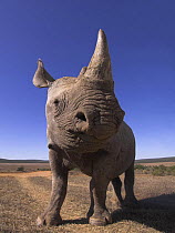 Desert black rhinoceros (Diceros bicornis bicornis) Addo Elephant National Park; Eastern Cape; South Africa, Critically endangered species