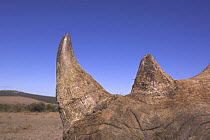 Close up of horn of Desert black rhinoceros horn(Diceros bicornis bicornis) Addo Elephant National Park; Eastern Cape; South Africa, Critically endangered species