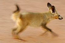 Bat-eared fox (Otocyon megalotis) running, blurred motion photograph, Namib-Naukluft National Park, Namib Desert, Namibia.
