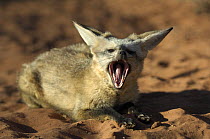 Bat-eared fox (Otocyon megalotis) yawning, Namib-Naukluft National Park, Namib Desert, Namibia.