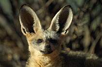Bat-eared fox (Otocyon megalotis) alert with ears upright, Namib-Naukluft National Park, Namib Desert, Namibia.