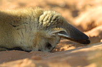 Bat-eared fox (Otocyon megalotis) digging for insects, Namib-Naukluft National Park, Namib Desert, Namibia.