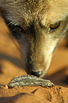 Bat-eared fox (Otocyon megalotis) investigating Ant lion prey, Namib-Naukluft National Park, Namib Desert, Namibia.