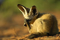 Bat-eared fox (Otocyon megalotis) scratching face, Namib-Naukluft National Park, Namib Desert, Namibia.