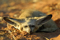 Bat-eared fox (Otocyon megalotis) resting, Namib-Naukluft National Park, Namib Desert, Namibia.