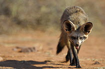 Bat-eared fox (Otocyon megalotis) walking, Namib-Naukluft National Park, Namib Desert, Namibia.