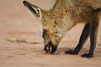 Bat-eared fox (Otocyon megalotis) feeding on insect prey, Namib-Naukluft National Park, Namib Desert, Namibia.