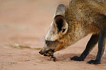 Bat-eared fox (Otocyon megalotis) feeding on insect prey, Namib-Naukluft National Park, Namib Desert, Namibia.