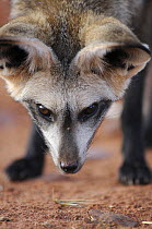 Bat-eared fox (Otocyon megalotis) looking downward, Namib-Naukluft National Park, Namib Desert, Namibia.