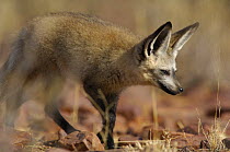 Bat-eared fox (Otocyon megalotis) with ears upright, Namib-Naukluft National Park, Namib Desert, Namibia.
