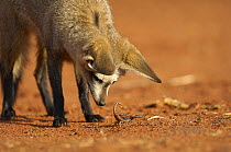 Bat-eared fox (Otocyon megalotis) looking at scorpion prey, Namib-Naukluft National Park, Namib Desert, Namibia.